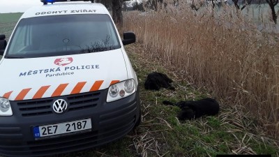 Psi vyrazili na dobrodružnou výpravu a museli přečkat venku dvě mrazivé noci. Našli je zcela vyčerpané na kraji pole